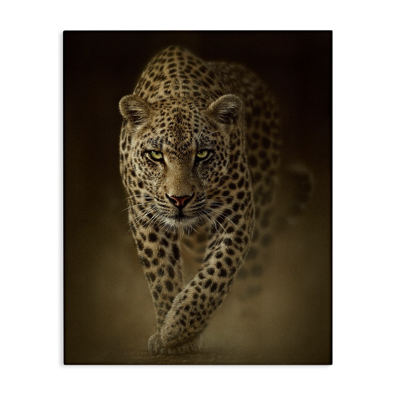 Stupell Industries Savage Leopard Predator Canvas, design by Collin Bogle